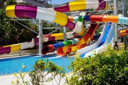 Kleopatra Royal Palm - 26