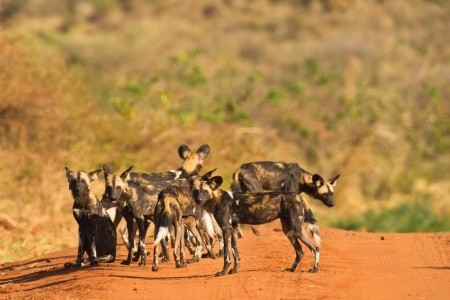 Ve stínu Kilimanjara - safari v Keni s českým průvodcem - 2