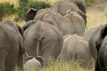 Ve stínu Kilimanjara - safari v Keni s českým průvodcem - 3
