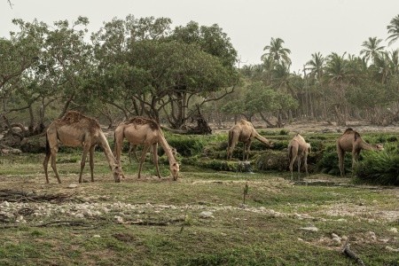 Omán Salalah Fanar Beach Resort & Residence 8 dňový pobyt All Inclusive Letecky Letisko: Bratislava May 2026 ( 2/05/26- 9/05/26)