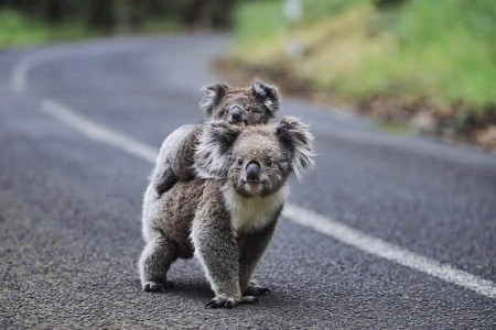 AUSTRÁLIE země protinožců, AUSTRÁLIE země protinožců - 14