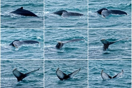 PERLY ISLANDSKÉHO SEVERU – Sedm divů Islandu II. - 9