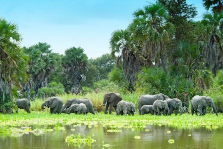 Divoká příroda Afriky + pobyt v Hotel Waridi Beach Resort and SPA