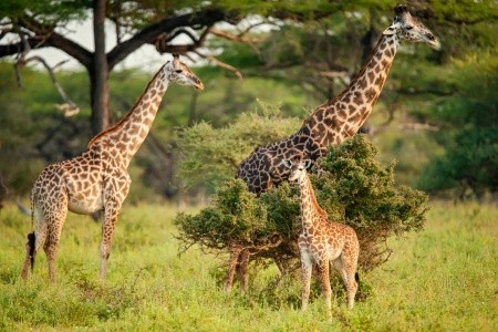 Divoká příroda Afriky + pobyt v Hotel Kiwengwa Beach Resort