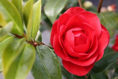 Za jarní krásou alpských jezer - 10