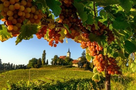 Ze slovinského Toskánska k vinicím u Jadranu