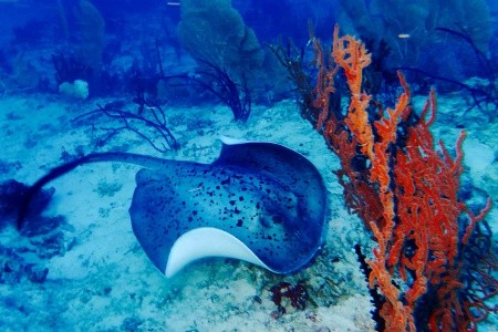 Maldivy Severný Atol Male Grand Park Kodhipparu 10 dňový pobyt Polpenzia Letecky Letisko: Praha July 2026 (11/07/26-20/07/26)