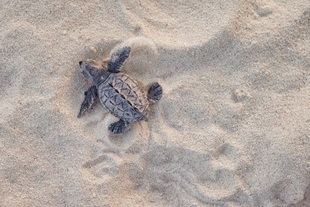 Sandals Barbados - 62