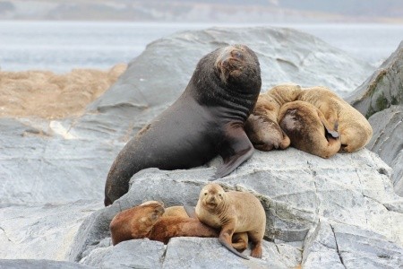 Patagonie, Ohňová země, vodopády Iguaçu - 9