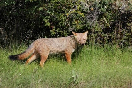 Patagonie, Ohňová země, vodopády Iguaçu - 26