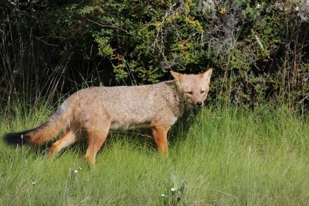 Patagonie, Ohňová země, vodopády Iguaçu - 37