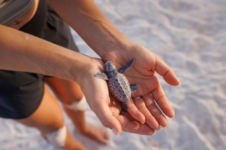 Sandals Royal Barbados - 30