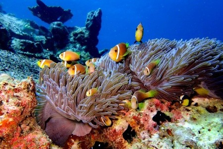 Eri Maldives (Ex. Eriyadu Island Resort) - 36