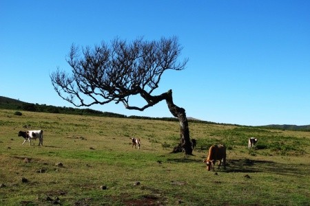 MADEIRA - turistika ostrovem věčného jara (11 dní) - 16