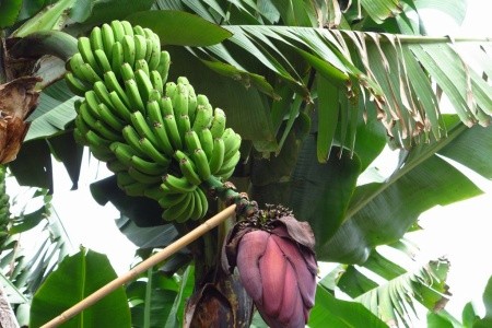 MADEIRA - turistika ostrovem věčného jara (11 dní) - 46