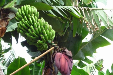 Madeira - poznávání a turistika ostrovem věčného jara (8 dní) - 21