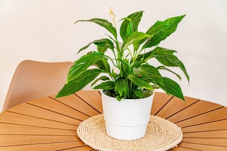 Apartmány 3298-60 - 25