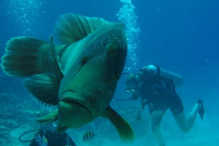 Jasmine Palace Resort & Spa - 63