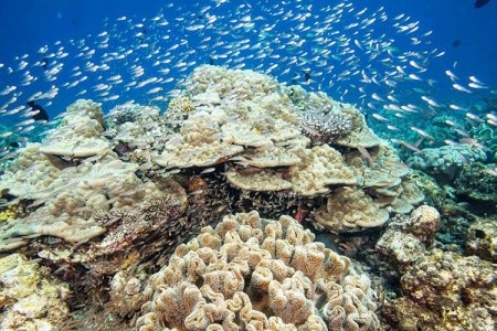 Maldivy Lhaviyani Atol Hurawalhi Resort Maldives 14 dňový pobyt Plná penzia Letecky Letisko: Praha May 2026 (29/05/26-11/06/26)