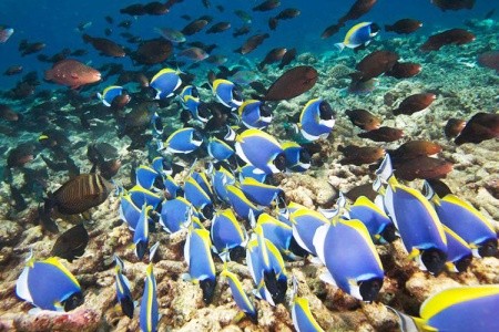 Maldivy Lhaviyani Atol Hurawalhi Resort Maldives 14 dňový pobyt Plná penzia Letecky Letisko: Praha May 2026 (29/05/26-11/06/26)