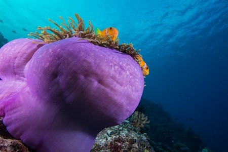 Maldivy  You & Me By Cocoon 10 dňový pobyt All Inclusive Letecky Letisko: Praha August 2026 ( 2/08/26-11/08/26)