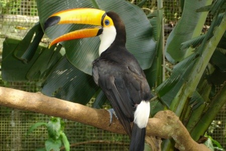 Rio de Janeiro, Costa Verde a vodopády Iguacu s českým průvodcem - 4