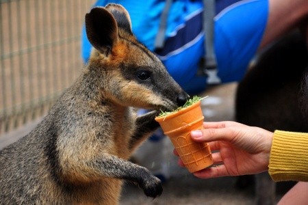 Austrálie - Zlatý trojúhelník - 13