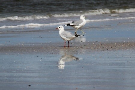 Za legendami severu - to nejlepší z Dánska s výletem do Malmö - 5