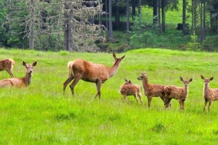 Regina Delle Dolomiti (Panchia) - 14