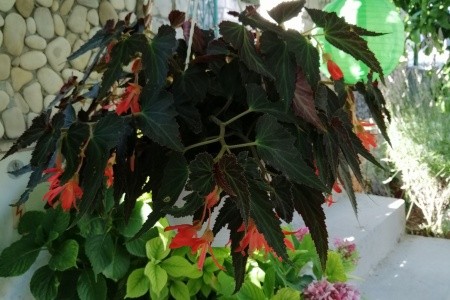 Apartmány 3298-560 - 55