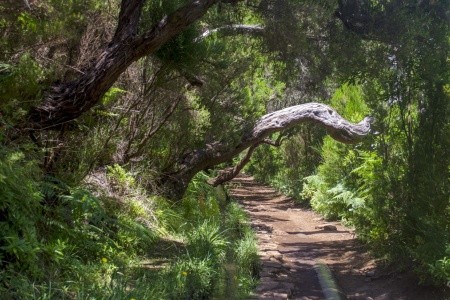 Madeira - turistika přes levády až k oceánu, odlet z Prahy - 39