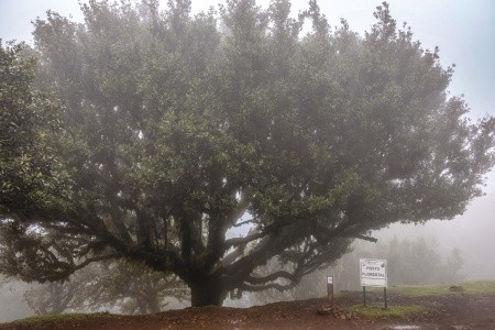 Madeira - turistika přes levády až k oceánu, odlet z Prahy - 40