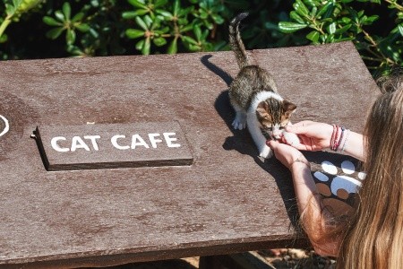 Grécko Kréta Agapi Beach 9 dňový pobyt All Inclusive Letecky Letisko: Praha September 2026 ( 5/09/26-13/09/26)