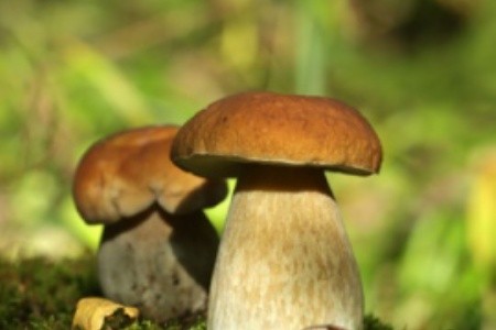 Houbaření v Evropě: Objevte Tatry, Provence i severské lesy plné hub