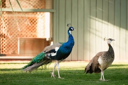 Mövenpick Resort El Quseir - 34