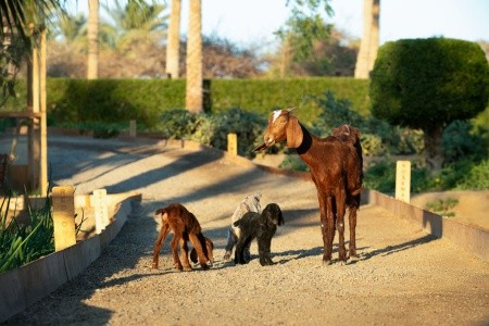 Mövenpick Resort El Quseir - 35