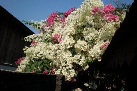 Villa Molek Langkawi - 4