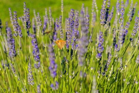 Apartmány 3298-2413 - 8