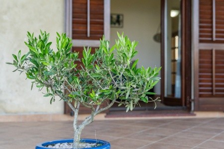 Apartmány 3298-2413 - 3