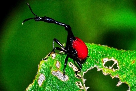 Madagaskar - to nej z jižní a západní části ostrova - 1