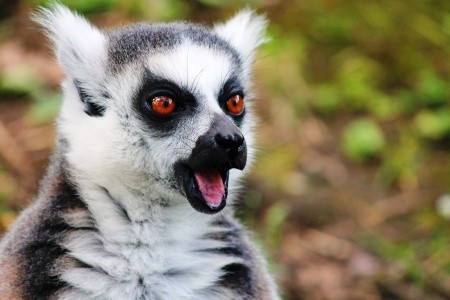 Madagaskar - to nej z jižní a západní části ostrova - 3