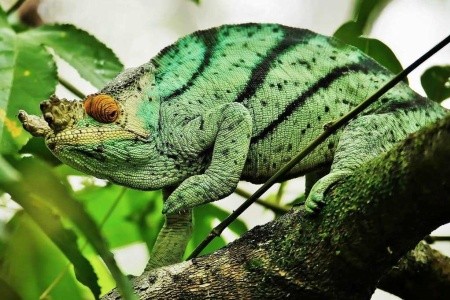 Madagaskar - to nej z jižní a západní části ostrova - 8