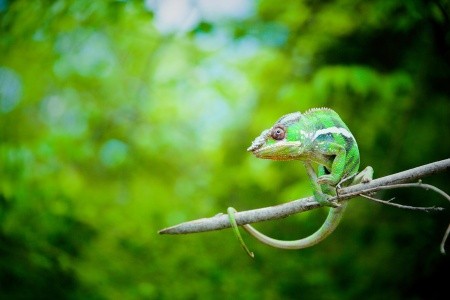 Madagaskar - to nej z jižní a západní části ostrova - 9