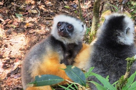 Madagaskar - to nej z jižní a západní části ostrova - 11