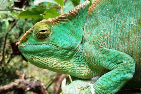 Madagaskar - to nej z jižní a západní části ostrova - 14