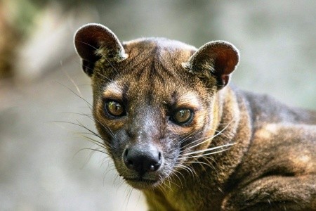 Madagaskar - to nej z jižní a západní části ostrova - 16