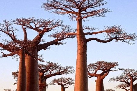 Madagaskar - to nej z jižní a západní části ostrova - 20