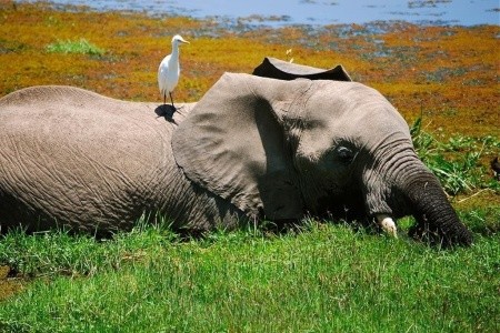 Ve stínu Kilimandžára: Safari v Keni - 5