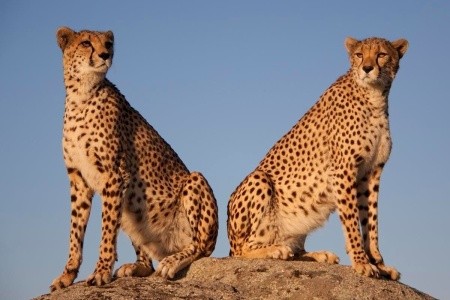 Ve stínu Kilimandžára: Safari v Keni - 9