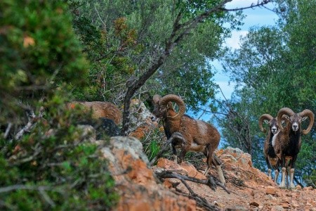 Arbatax Park Resort & Spa - 46